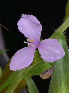 Coleotrype natalensis image