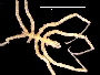 Image of Ascorhynchus cuculus