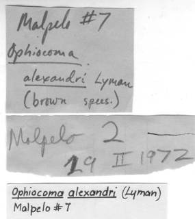 Image of Ophiocoma alexandri