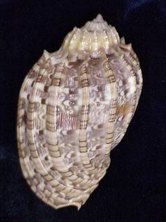 Image of Harpa harpa
