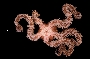 Ophiocoma echinata image