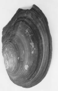 Anodonta oregonensis image