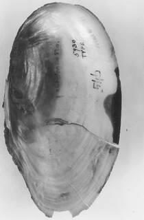 Anodonta oregonensis image