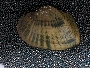 Epioblasma triquetra image