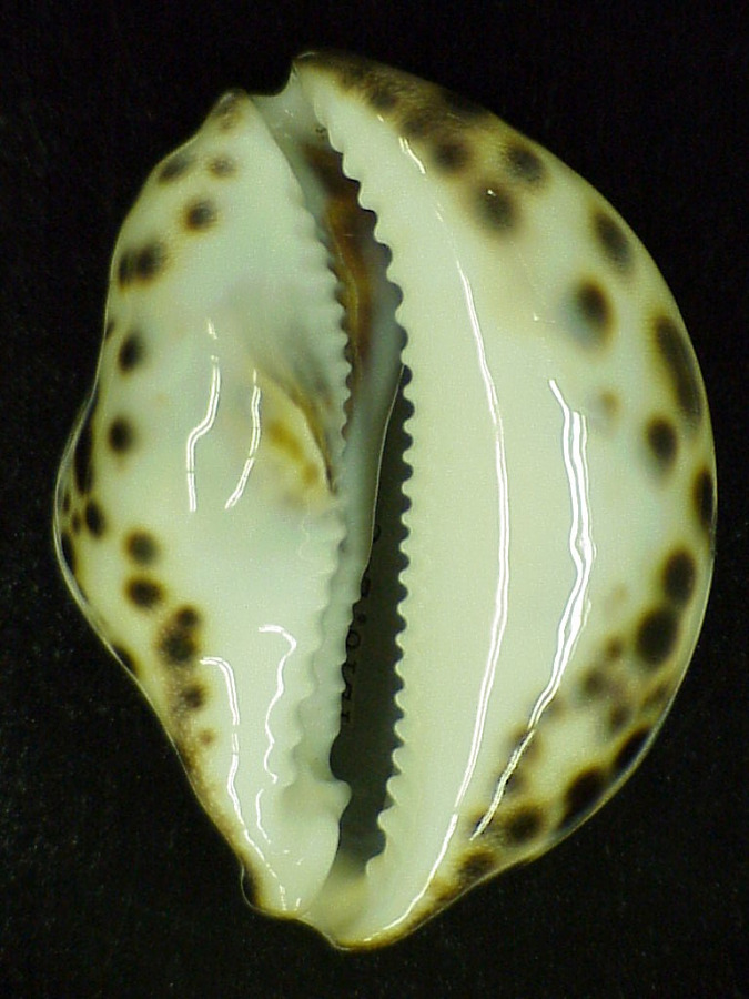 Cypraea tigris schilderiana image