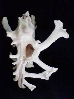 Homalocantha anatomica image