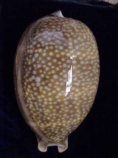 Image of Cypraea cervus