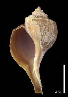 Busycotypus canaliculatus image