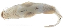 Potamarius izabalensis image