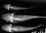 Ariopsis assimilis image