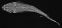 Cathorops tuyra image