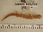 Bolitoglossa flavimembris image