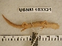 Bolitoglossa flavimembris image
