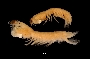 Image of Gonodactylus torus