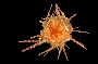 Image of Tretocidaris bartletti