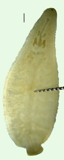 Image of Placobdella translucens