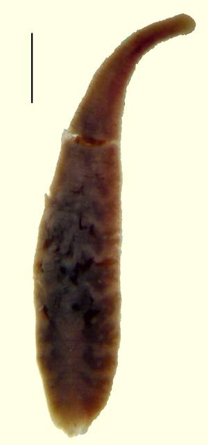 Image of Actinobdella annectens