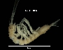 Image of Caecidotea nodula