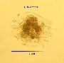 Brachionus urceolaris image