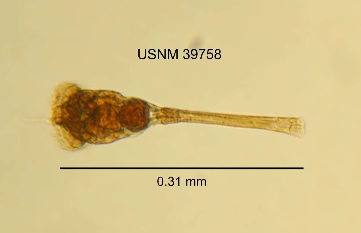 Conochilus unicornis image