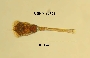 Image of Conochilus unicornis