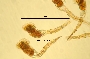 Image of Conochilus hippocrepis
