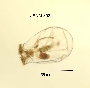 Epiphanes clavulata image