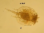 Platyias quadricornis image