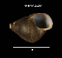 Leptoxis carinata image