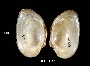 Alasmidonta undulata image