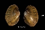 Lampsilis cardium image