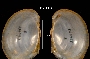 Leptodea ochracea image