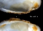 Lampsilis radiata image