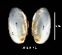 Lampsilis radiata image