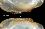 Truncilla truncata image