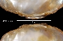 Alasmidonta varicosa image