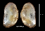 Alasmidonta varicosa image
