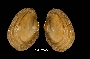 Lampsilis cariosa image