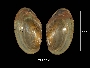 Pyganodon cataracta image