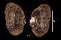 Strophitus undulatus image