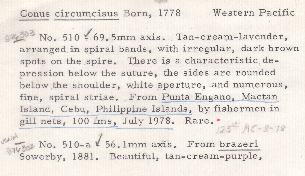 Conus circumcisus image
