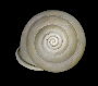 Amphidromus entobaptus image