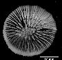 Caryophyllia antarctica image