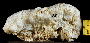 Image of Leptastrea purpurea