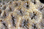 Leptastrea purpurea image