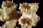 Image of Caulastraea furcata