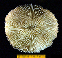 Fungia repanda image