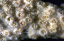 Echinopora lamellosa image
