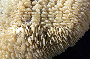 Polyphyllia novaehiberniae image