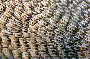 Polyphyllia novaehiberniae image
